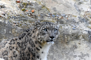Fototapeta premium Snow Leopard portrait