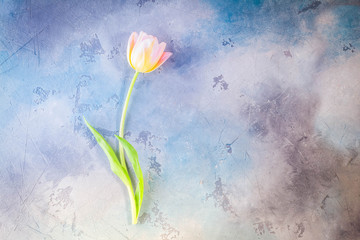 One pink and yellow tulips on gray stone background, toned