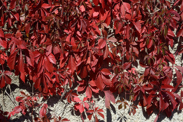 Red autumnal creeper grape foliage on gray roughcast background .