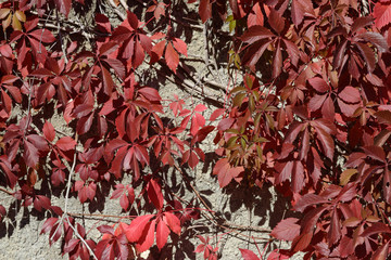 Red autumnal creeper grape foliage on gray roughcast background .