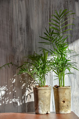 Home plants in rustic pots on light grey grunge background. Copy space. Filtered