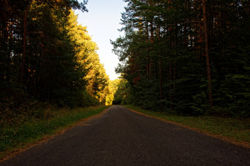 desert road in the forest