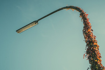 Street lamp with ivy