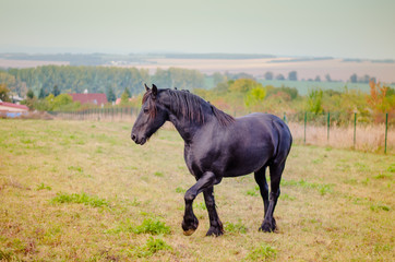 black horse in the meadow