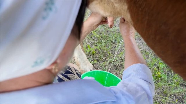 Fresh milk of a cow. A woman is milking a cow. Close-up