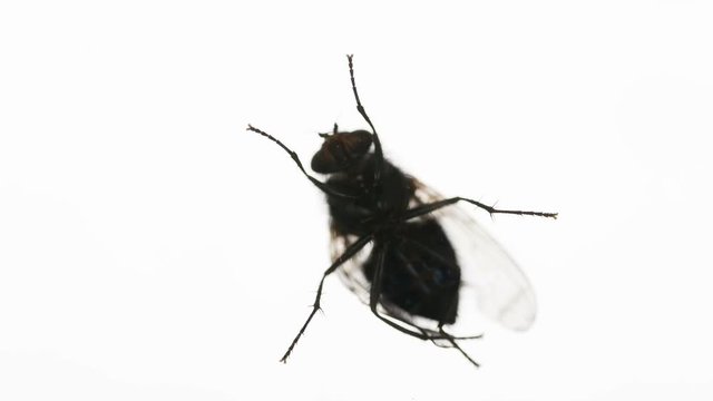 Housefly Cleans Wings. An annoying fly runs along the edge of the screen on a bright white background. . Filmed at a speed of 240fps