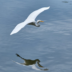 Bird in flight