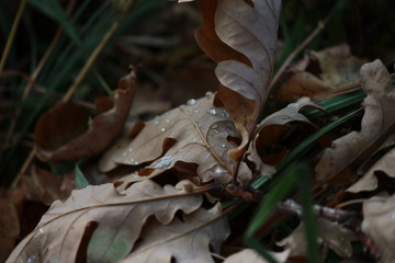 autumn, leaf, leaves, fall, nature, tree, yellow, maple, forest, brown, season, green, plant, dry, natural, grass, orange, color, texture, red, foliage, seasons, park, closeup, flora