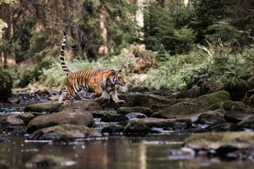 Fototapeta na wymiar Tiger in the creek. Tiger runs behind the prey. Hunt the prey in tajga in summer time. Tiger in wild summer nature. Action wildlife scene, danger animal.