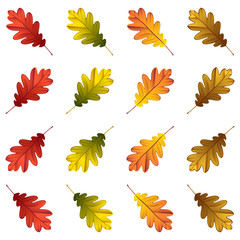 Set of autumn Oak leaves isolated on white background