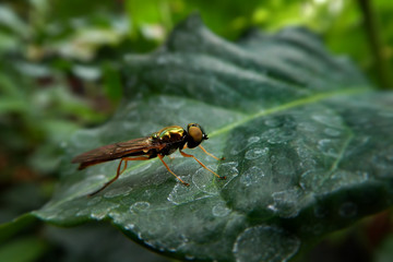 green fly on leaf