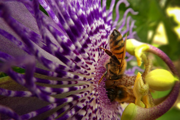 Fototapeta premium bee on a passion flower