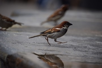jumping bird on the street