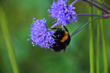 big bumblebee hanging on a flower