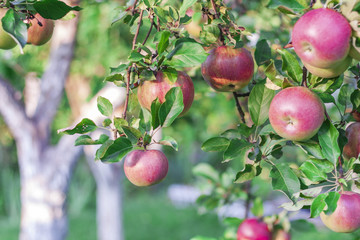 Ripe red apples grow on an apple tree in the garden