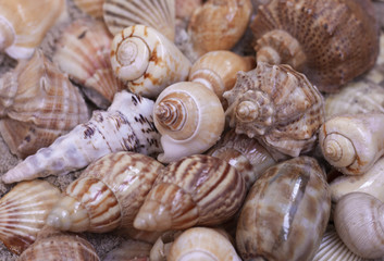 Large seashells on the sand. Summer beach background