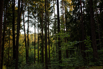 beautiful evening forest
