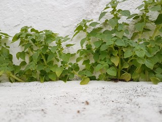 lettuce in the garden