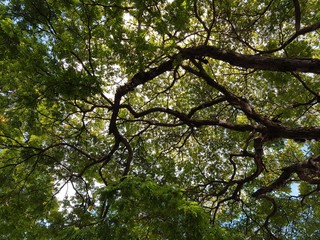 tree with green leaves