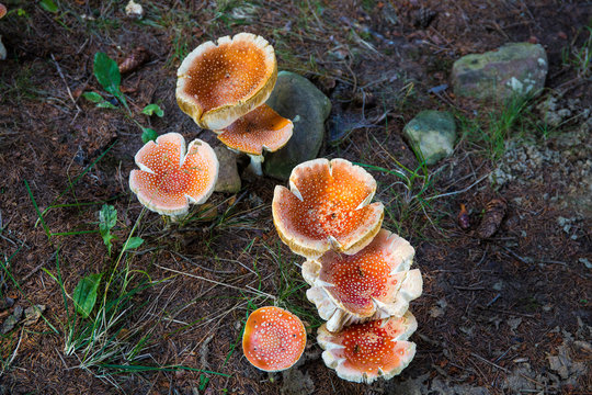 Amanita muscaria in gruppo