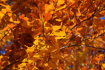 yellow autumn leaves