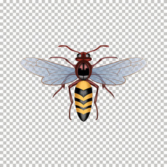 Bee top view isolated on 
Transparent background. Vector illustration of 
Bee. Can Be Used As Insect Symbols.