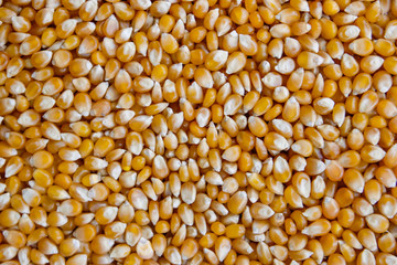 Texture and background of corn grain.