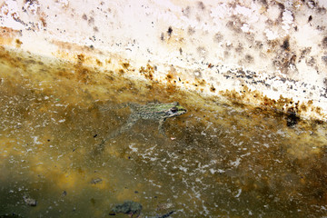 Toad in the water