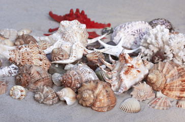 Large seashells and red sea star on the sand. Summer beach background