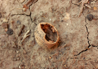 The crow ate the nut