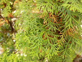 Thuja