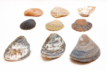 Collection of seashells