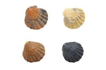Four seashell
