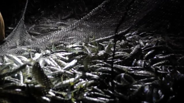 Freshly caught fish in fisherman net at night