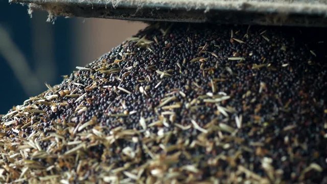 Production of rapeseed oil, processing of oilseed rapeseed, supply of rapeseed oil seeds to the cold pressing press, close-up, industry