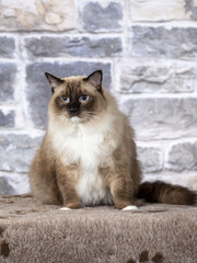 Ragdoll in a studio with a stone wall background.