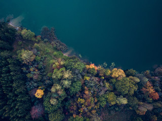 Curved shore of a lake with colourful forest in autumn from drone perspective