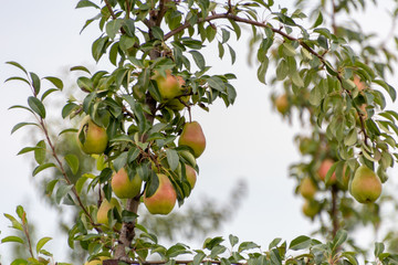 pears on tree