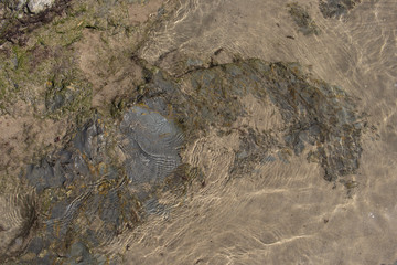 Obraz premium Sur les rochers à marée basse