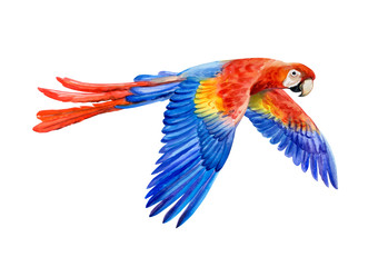 Scarlet macaw, Ara macao, South American parrot in flight isolated on white background. Realistic watercolor. Illustrated. Template. Clip art.