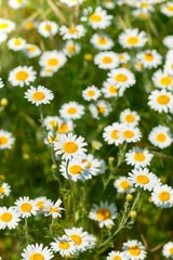 Fototapeta premium Naturally growing chamomile or daisy flowers