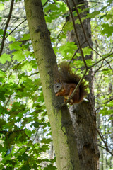 A squirrel on a branch eats a nut.