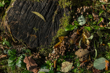 Autumn background with mushrooms, stump and fallen leaves. Top view.