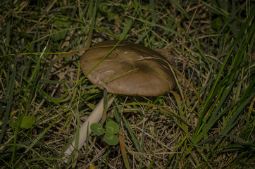 Fungo nascosto nell'erba in mezzo al bosco