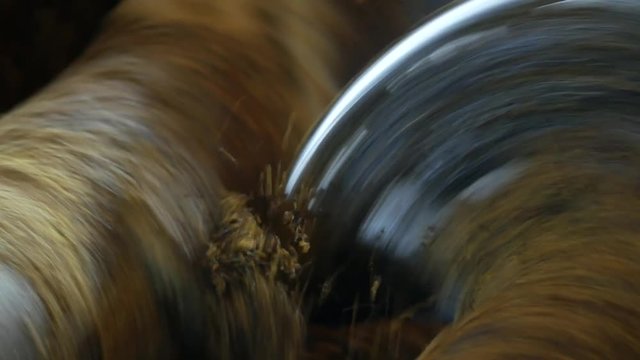 Production of rapeseed oil, processing of oilseed rapeseed, supply of rapeseed oil seeds to the cold pressing press, colza, close-up, milling