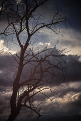 Vintage The tree in the clouds