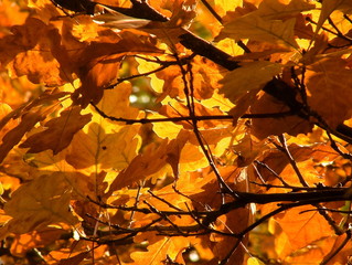 leaves oak in sunlight,background