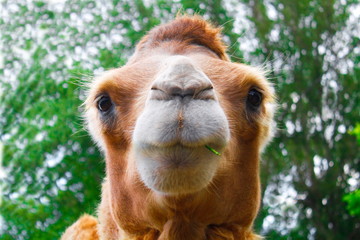 head camel