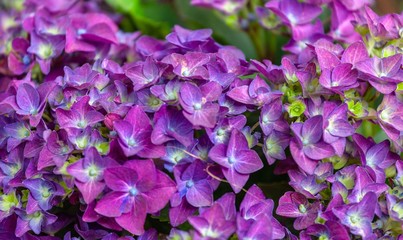 Purple hortensia flowers