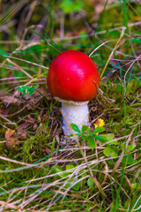 Rotkäppchen Hochformat